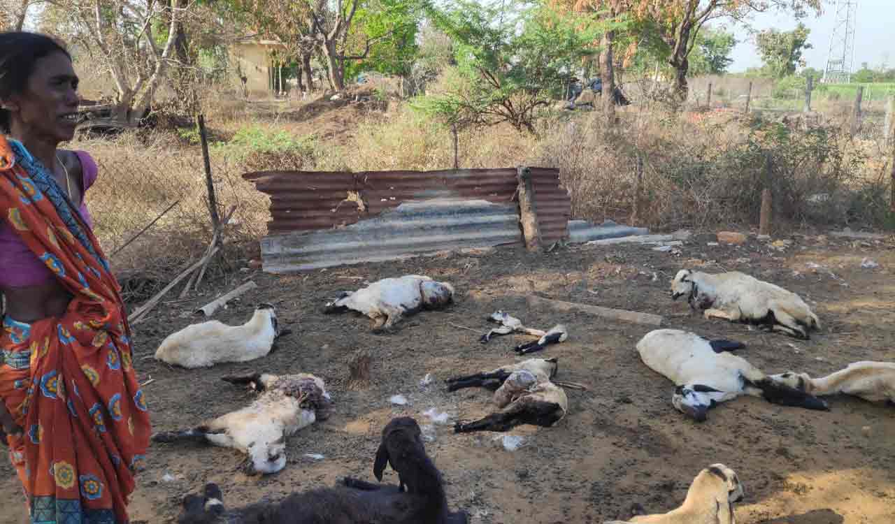 Nine sheep killed in street dog attack in Jagtial