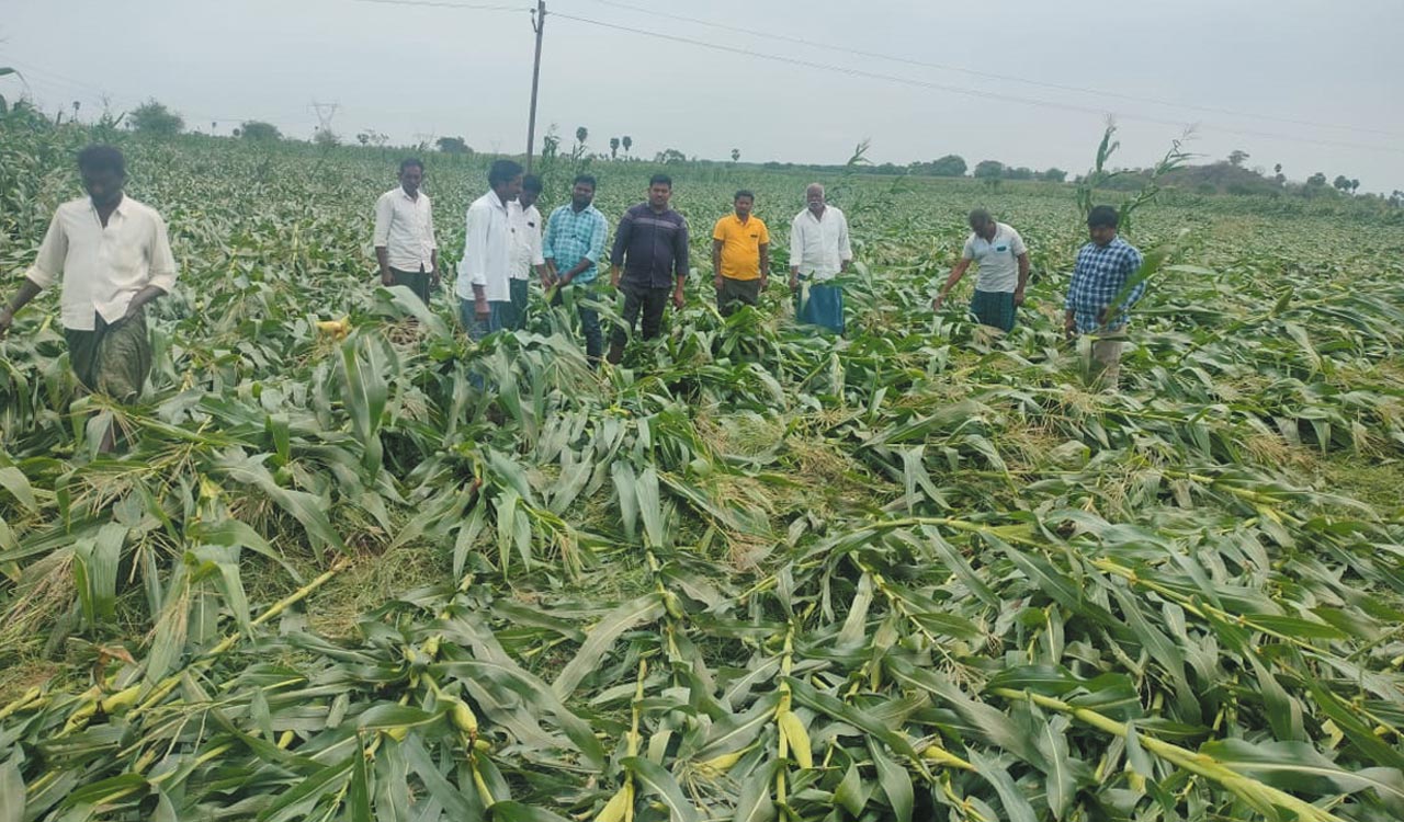 Cyclonic rains damage crops, affect coal production in erstwhile Khammam