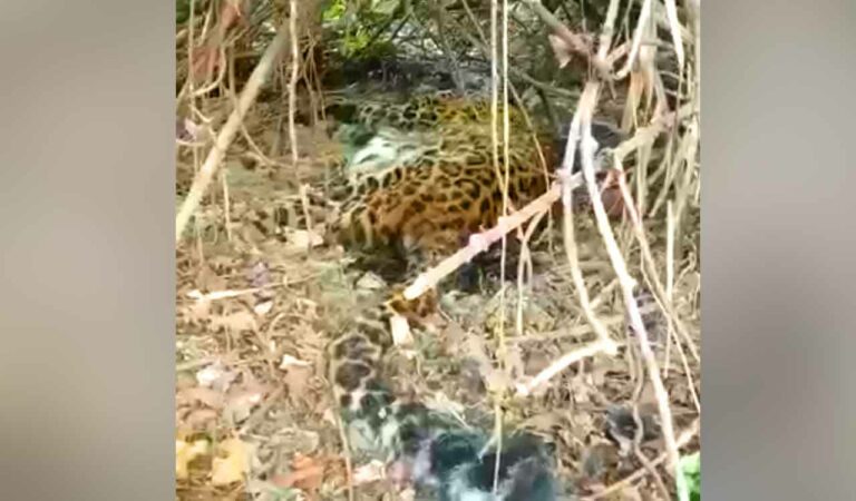 Leopard