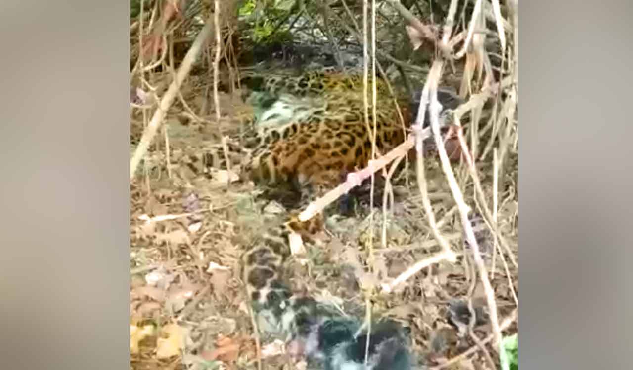 Leopard found dead in dumping yard in Nalgonda