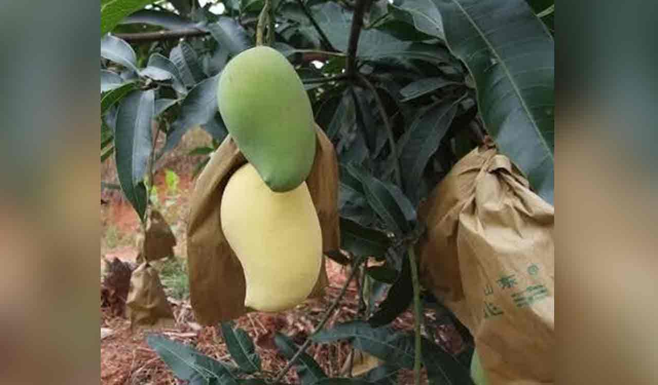 Fruit bagging method gaining popularity among mango growers in Khammam