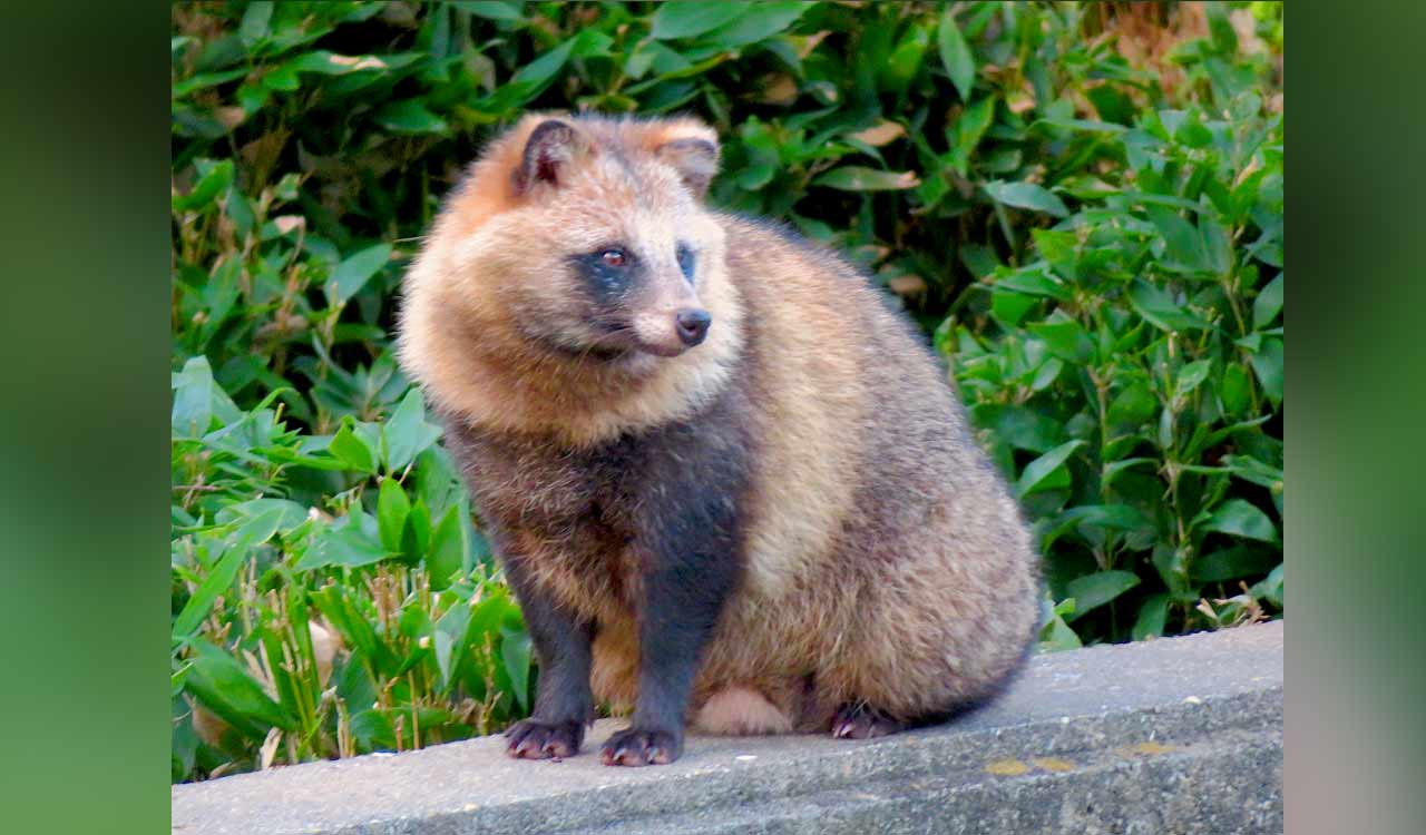 New COVID origins data point to raccoon dogs in China market 