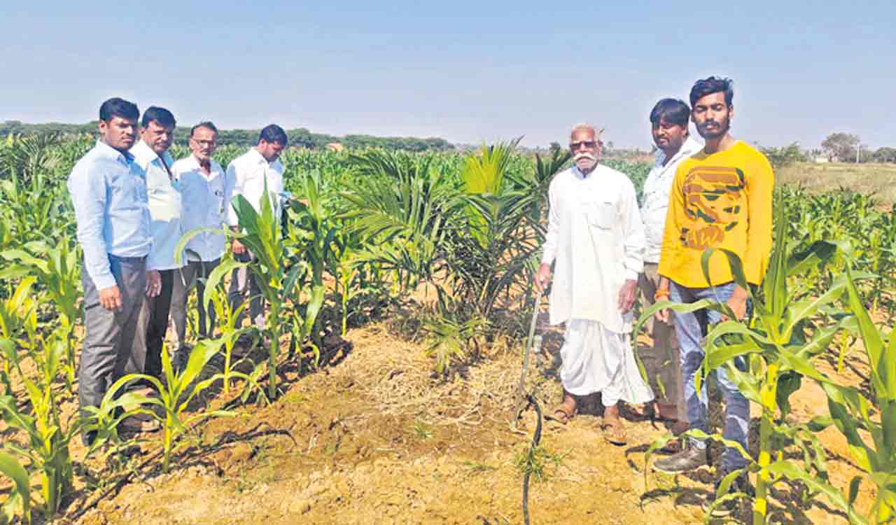 Siddipet among top oil palm cultivating districts in Telangana