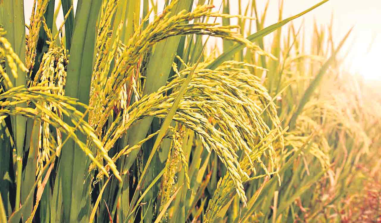 Opinion: Chandrababu Naidu’s ignorance that isn’t bliss