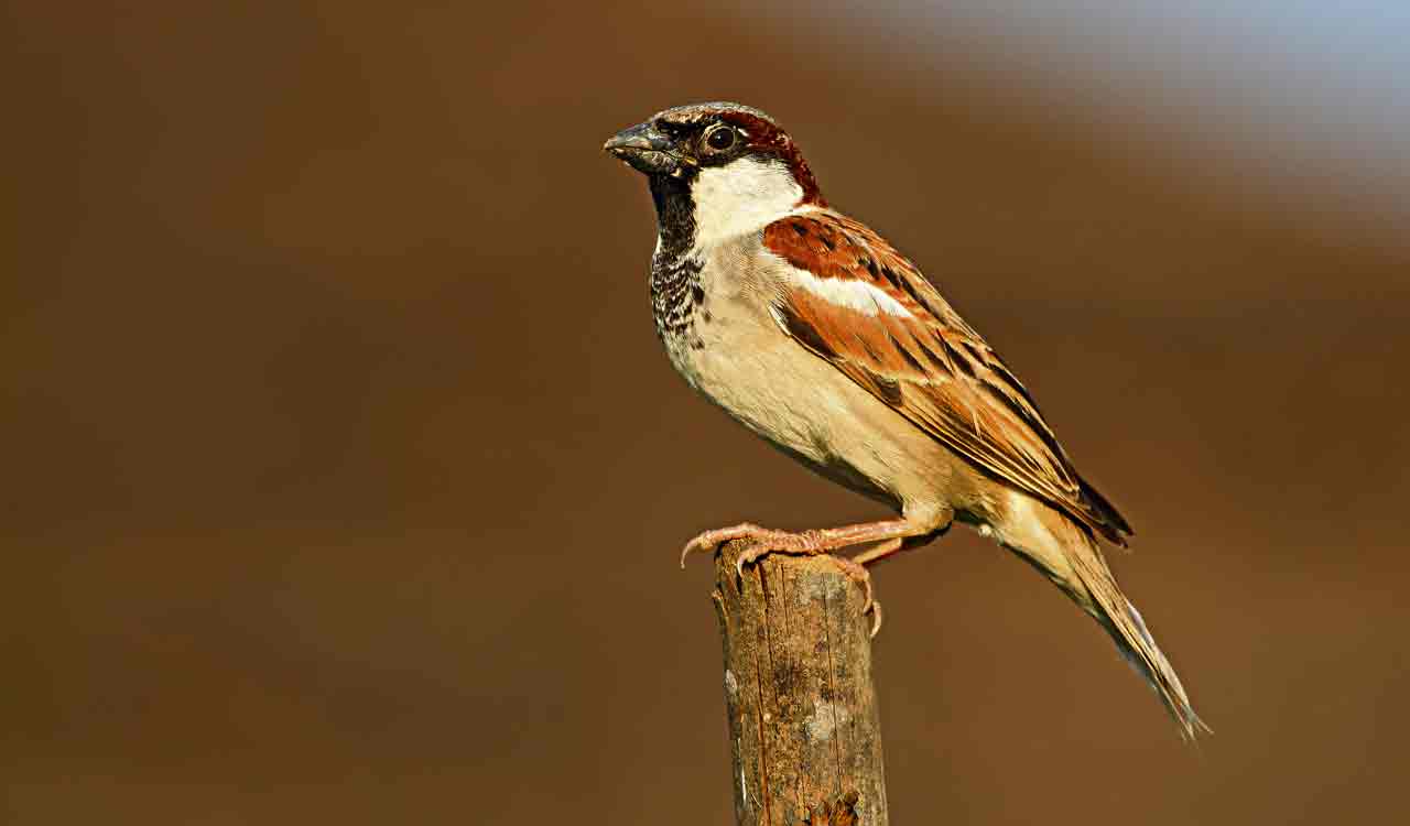 Wildlife experts call for conserving habitat of Sparrows