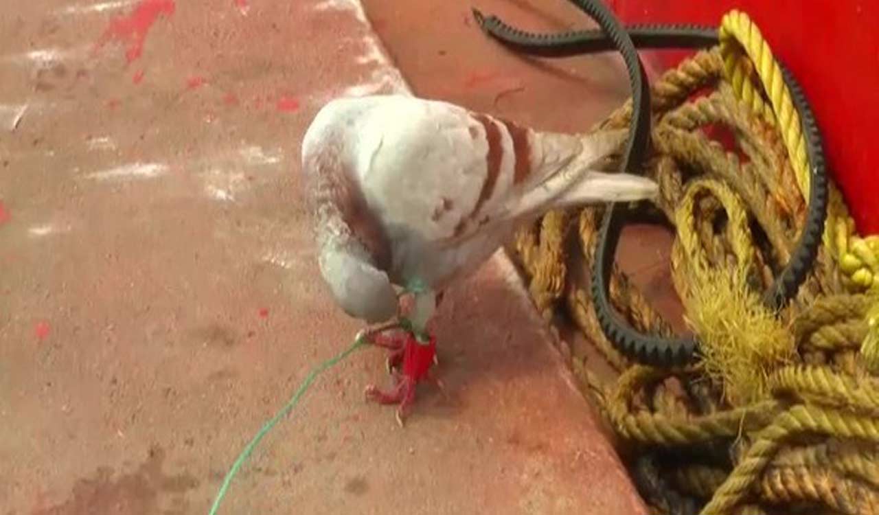 Suspected spy pigeon with camera, chip fitted on leg caught in Odisha’s Jagatsinghpur