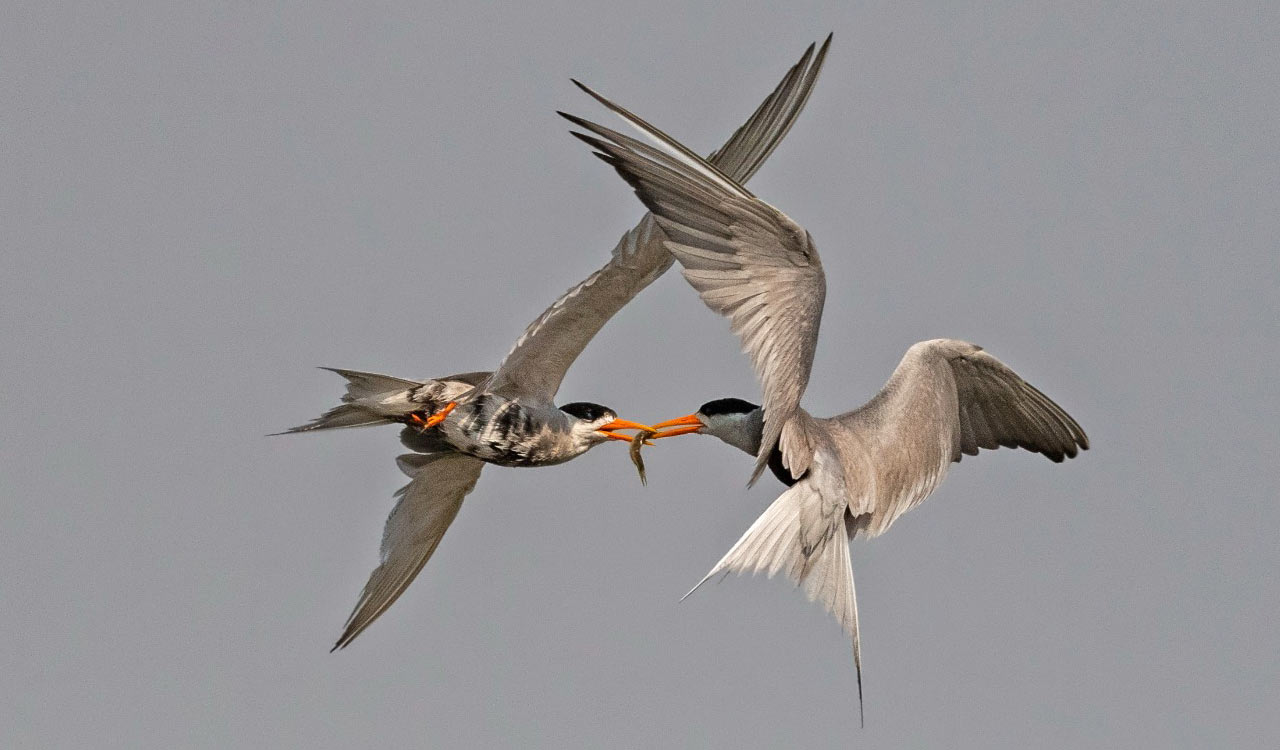 Telangana, a home for rare bird species called Black-bellied tern