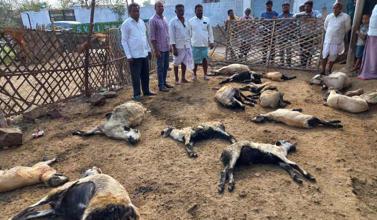 Jagtial: 19 sheep killed in street dog attack