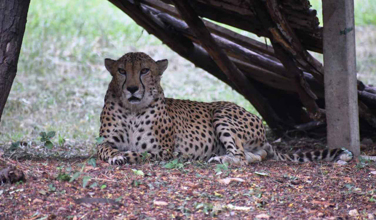 Cheetah gifted by Saudi Prince dies of heart attack at Hyderabad Zoo