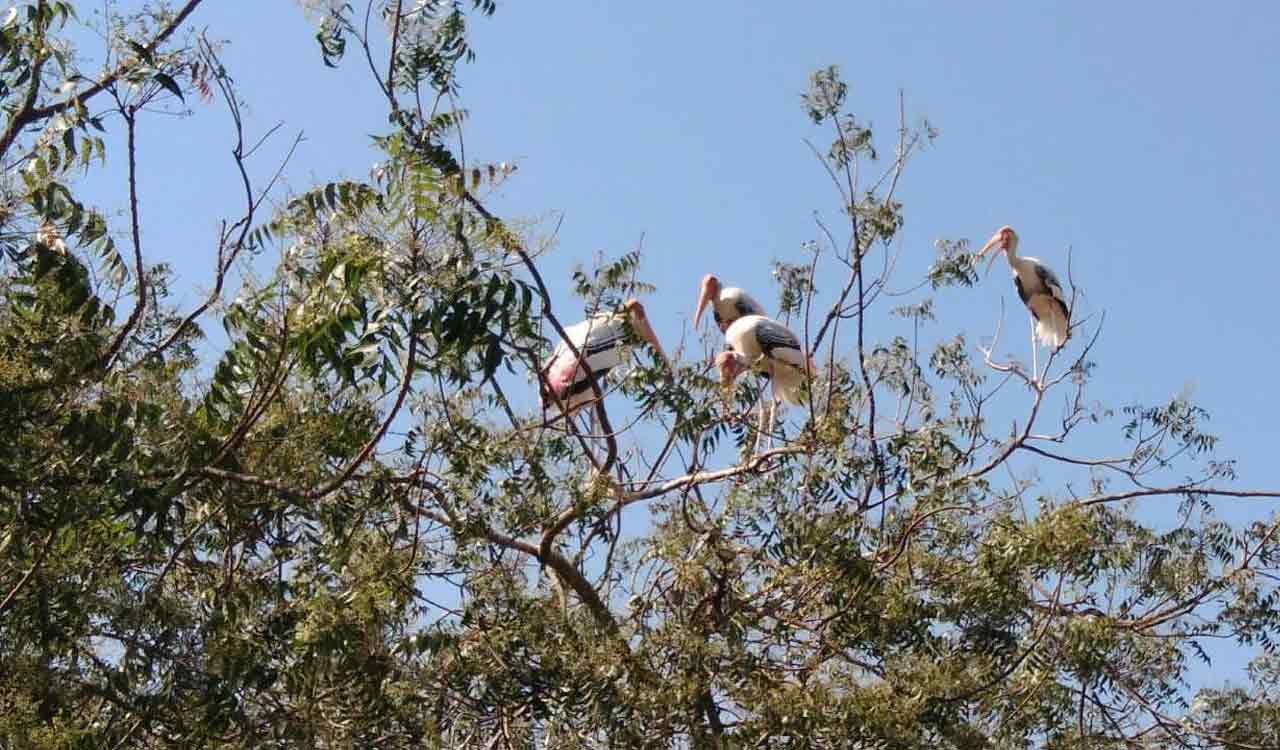 Migratory birds shy away from Chintapalli, leaves villagers worried