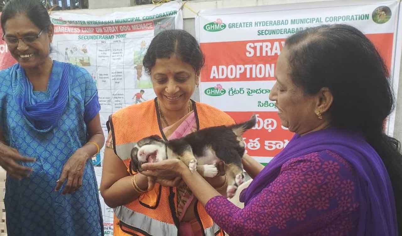 Street dog adoption initiated by GHMC a big hit