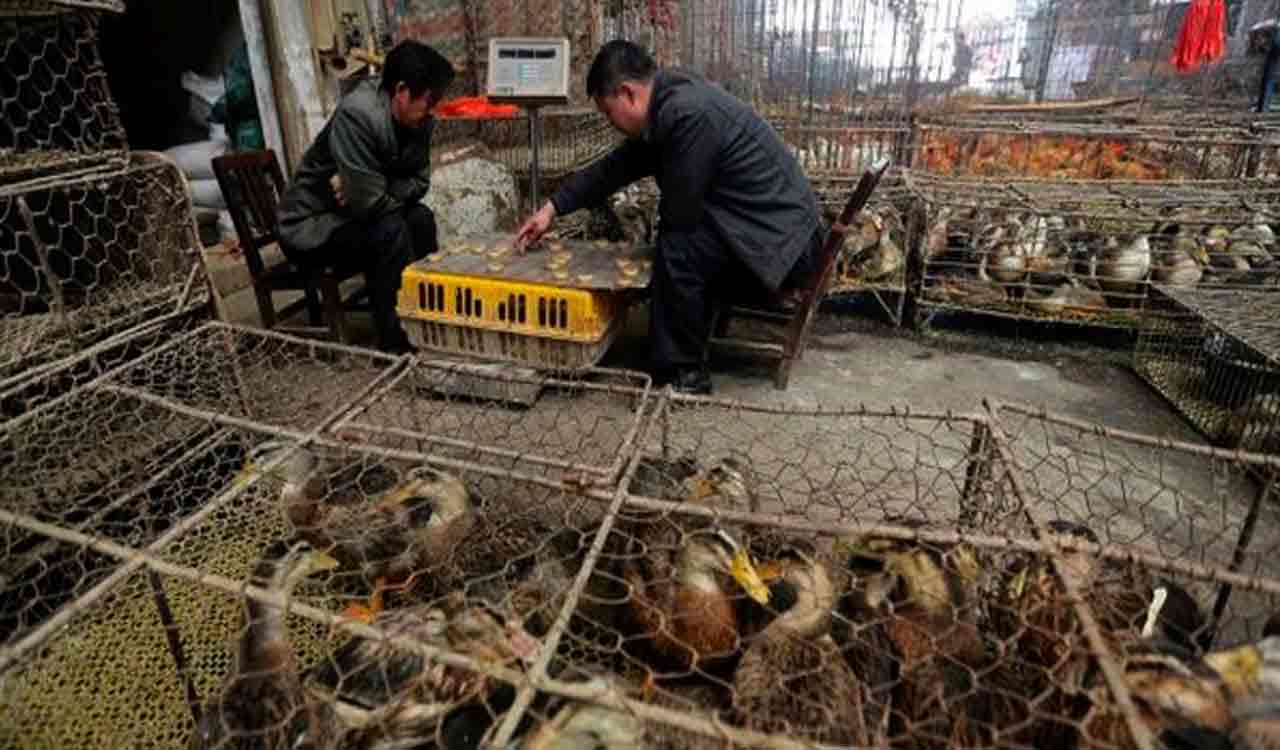 Coronavirus pandemic originated from illegally traded wild animals in Wuhan: Research