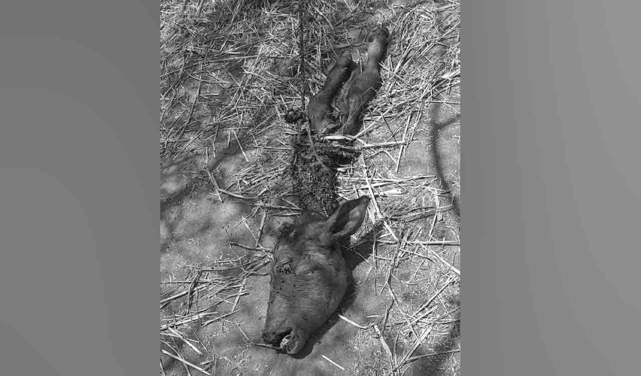 Leopard kills three calves in Medak district