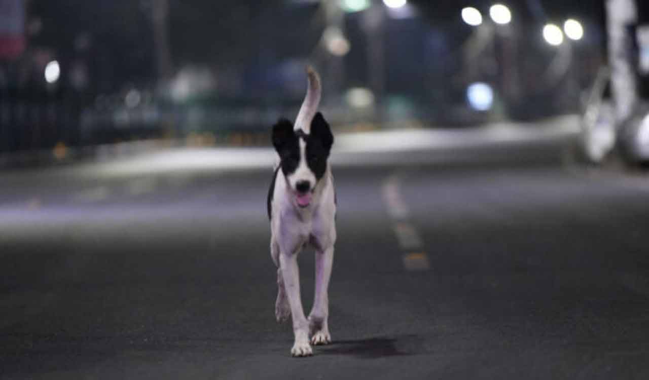 Man approaches officials seeking protection from dog in Jagtial