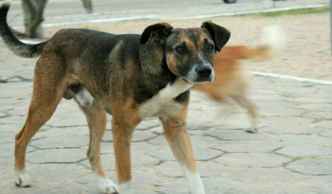 Five-year-old boy dies after street dog attack in Khammam