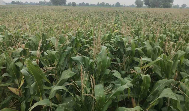 Maize cultivated in Markook Mandal