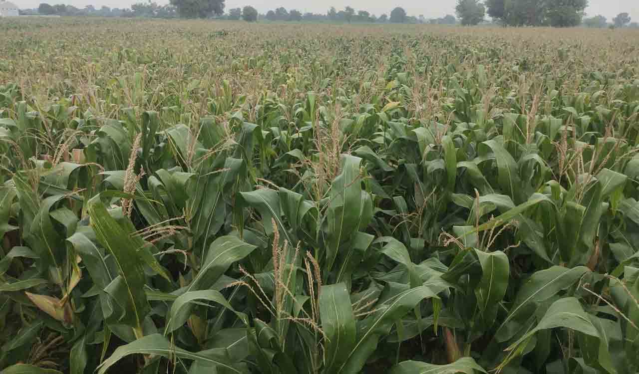 Siddipet: Konda Pochamma Sagar doubles farmers’ income in Markook