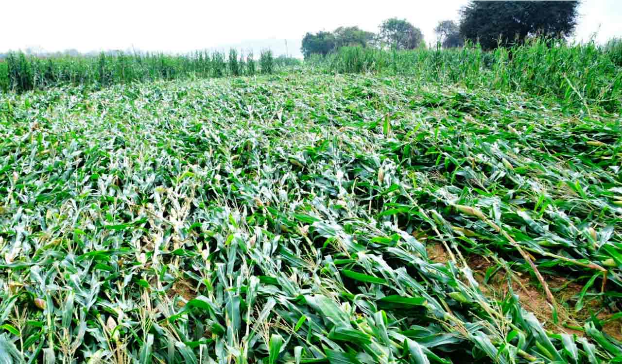 Compensation soon after reports on crop loss, says Errabelli