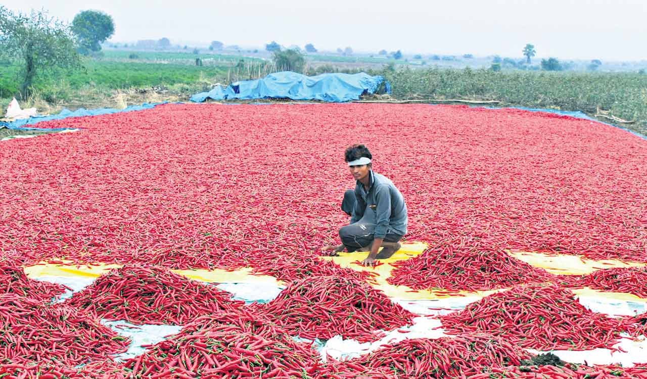 Chilli crop, ‘hot’ choice of Rampur farmers