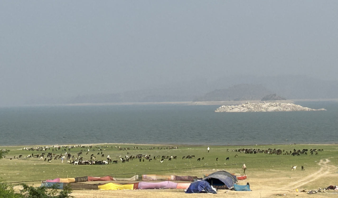 Sari fences help Nalgonda farmers protect their crops without harming animals
