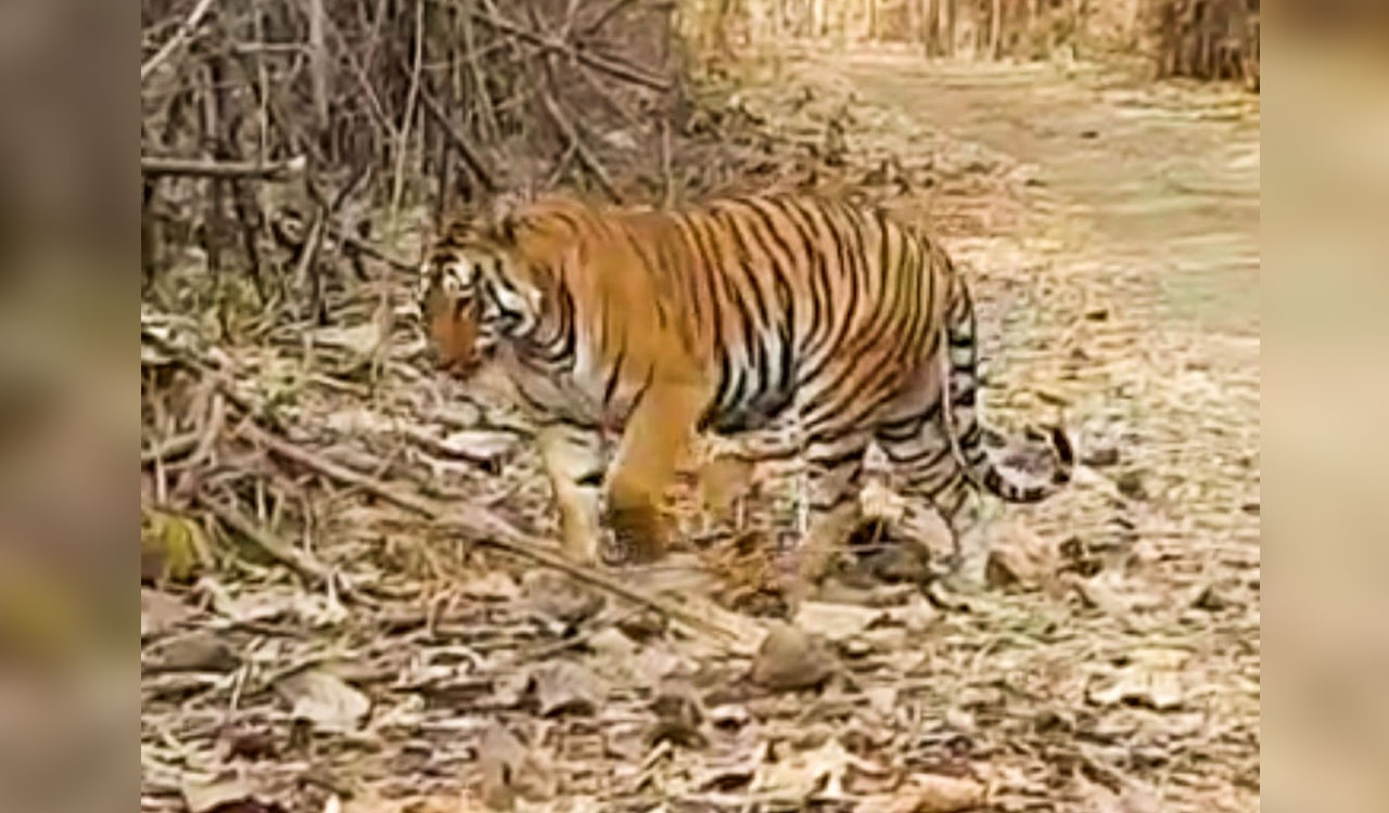 Telangana: Four Mark, cubs return to Maharashtra