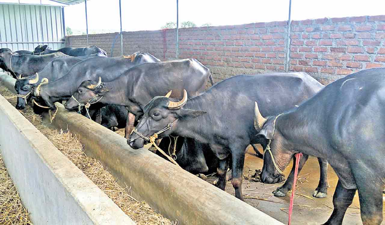 Telangana: Dalits to get milch animals under SC sub-plan