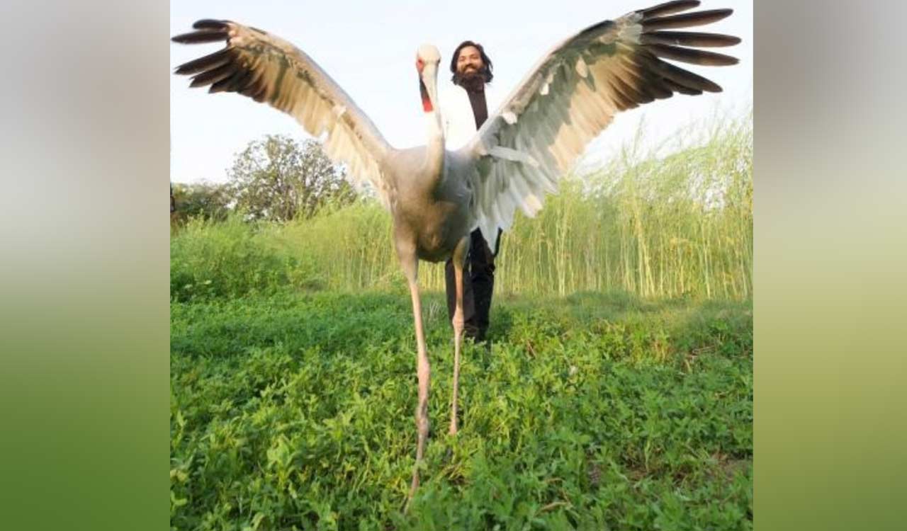 Arif’s sarus not be released in sanctuary