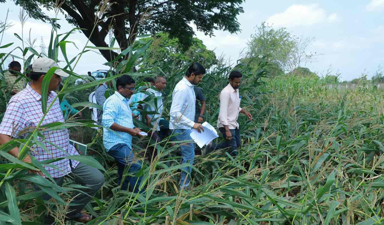Collector tells officials to speed up crop loss survey in Khammam