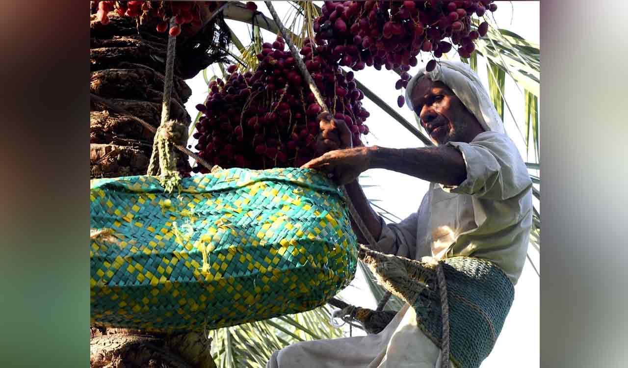 Ramzan Dates: Sweat behind sweet dates; Life of TS farm workers in date farms in deserts