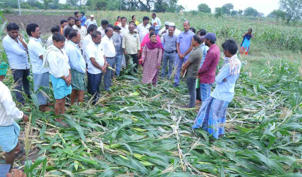 Telangana: Rain wreak havoc for farmers in several districts
