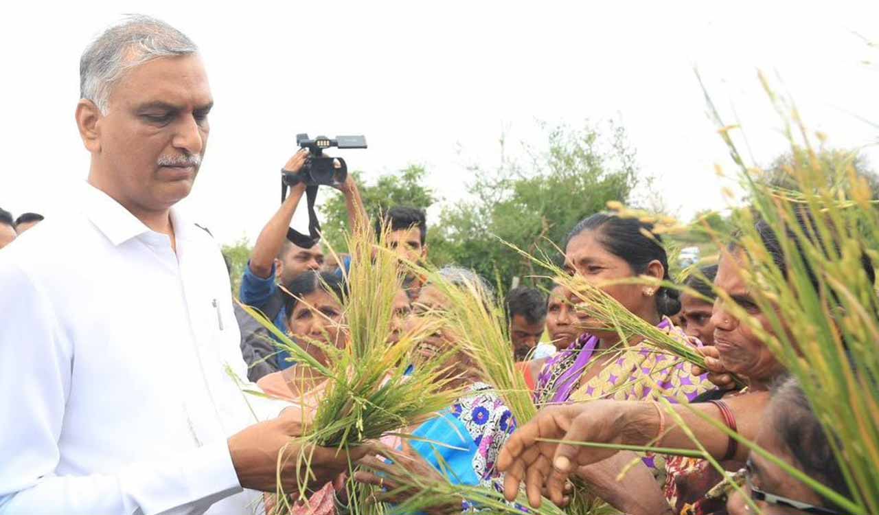 Rains in Siddipet: Crops in 82,000 acres damaged