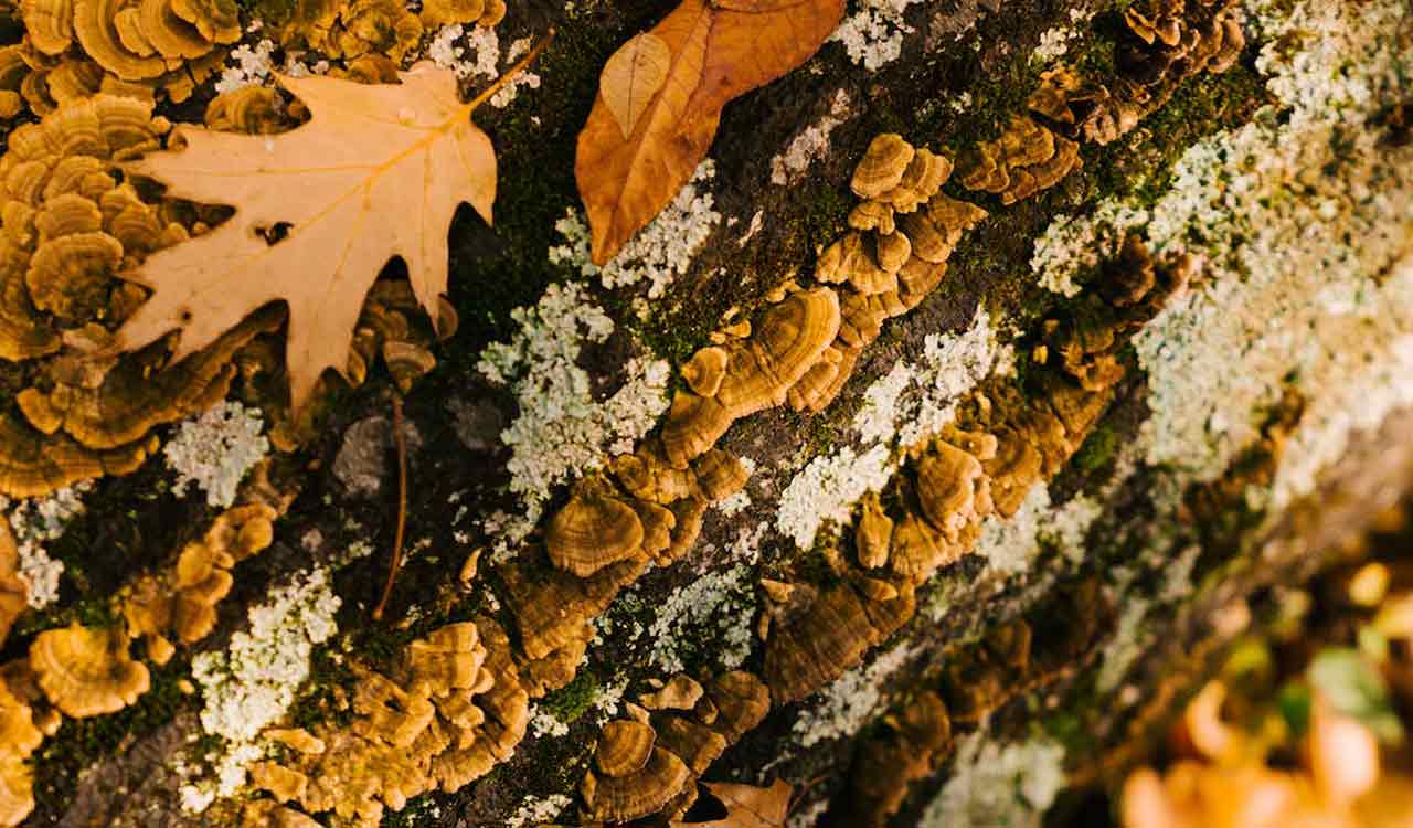 Kolkata man becomes first human to be infected by plant fungus. What do we know?