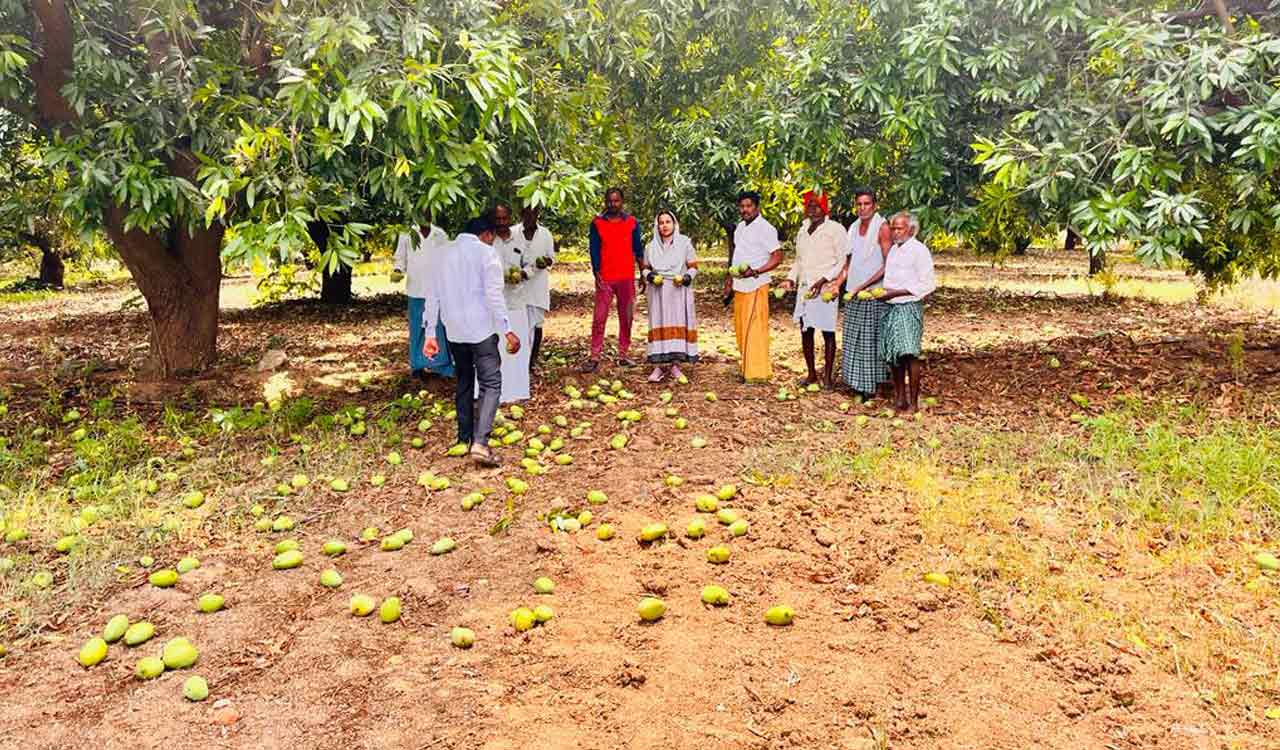 Another blow to mango growers in Karimnagar
