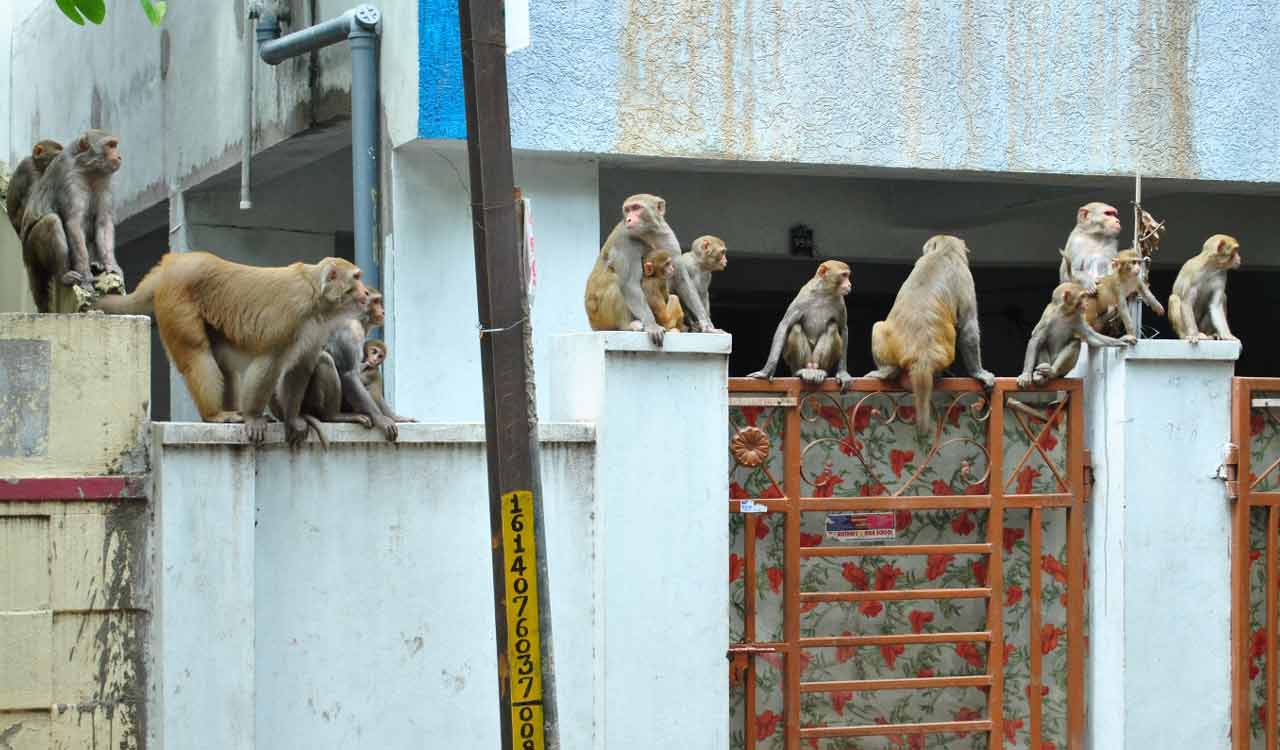 GHMC to rope in private agencies to curb monkey menace