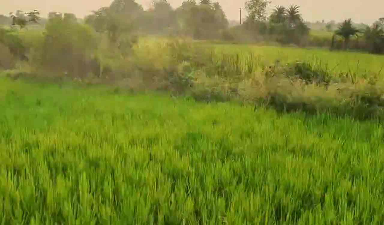 From parched to lush green; Nagarkurnool’s amazing transformation