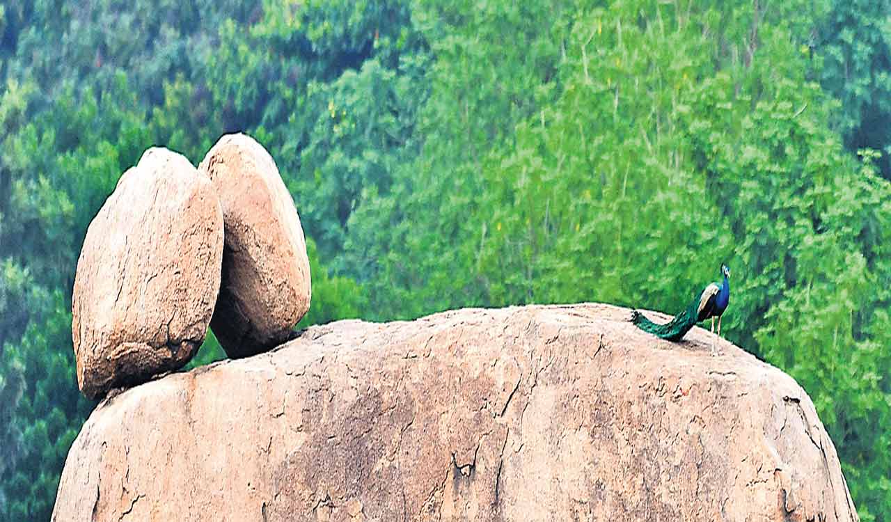 Hyderabad biodiversity improves significantly