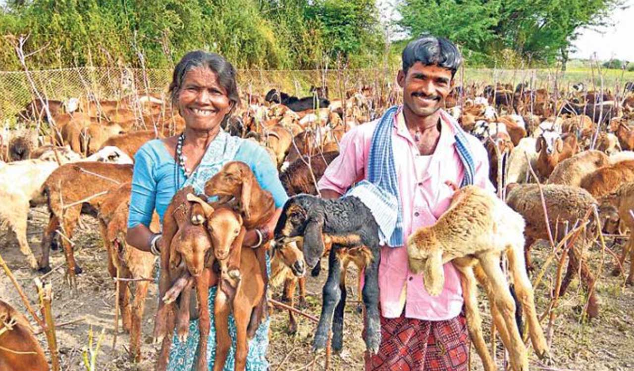 Telangana: 3.38 lakh beneficiaries to get sheep units-Telangana Today