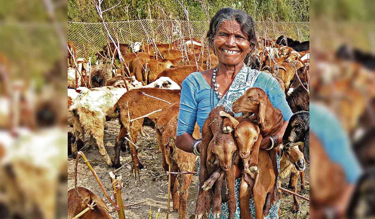 Officials gear up for distribution of sheep to 12,783 beneficiaries in Warangal