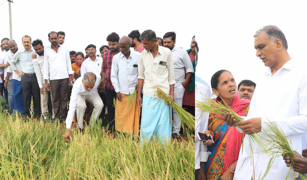Siddipet: Harish Rao inspects crop damage, assures compensation