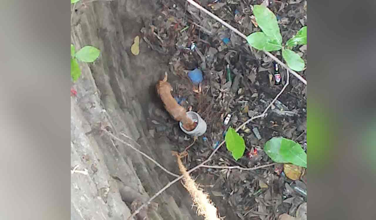 Animal rescuers travel 160 km to rescue street dog from well in Nizamabad