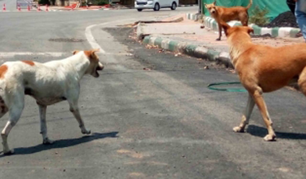 Stray dog carries newborn in mouth in hospital, Karnataka Police forms teams to probe
