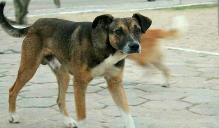 Street Dog