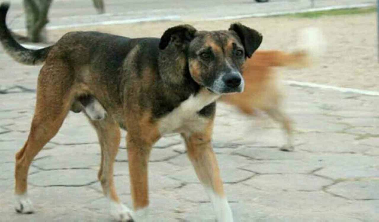 Street dog goes on attacking spree, bites 29 people in Hanamkonda