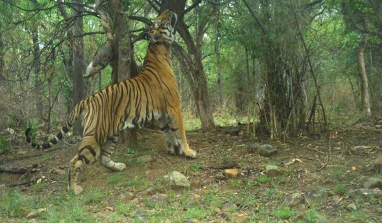 tiger