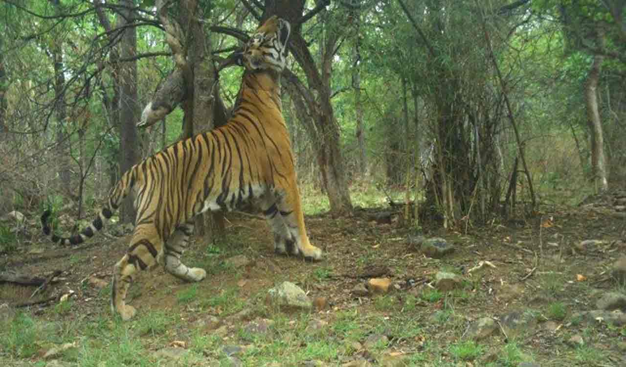 Amrabad Tiger Reserve improves national ranking