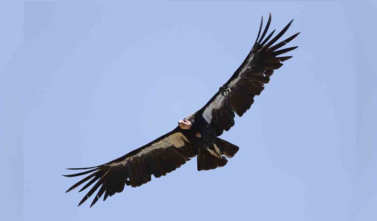 Three California condors die of Avian flu in northern Arizona