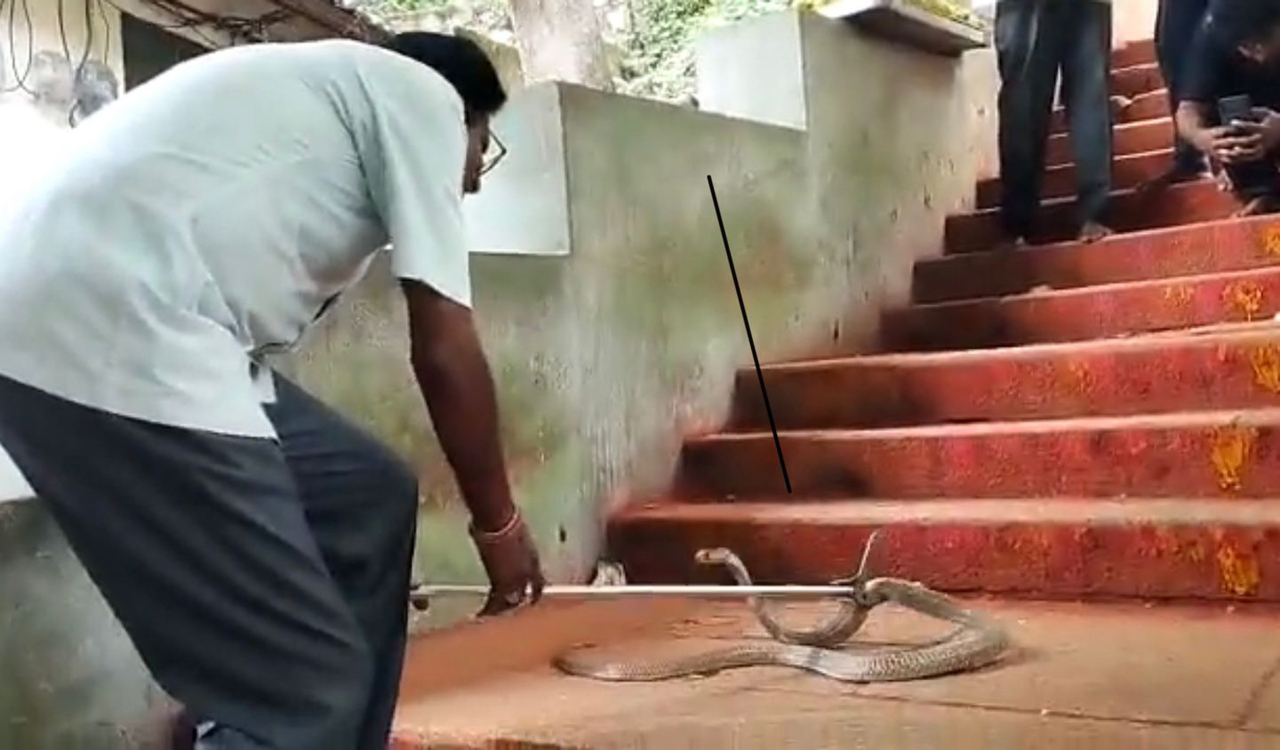 Watch: Huge Indian Cobra spotted at Alipiri steps in Tirumala
