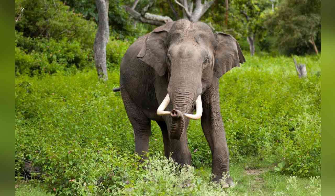 Woman killed, man injured in elephant attack in Chhattisgarh