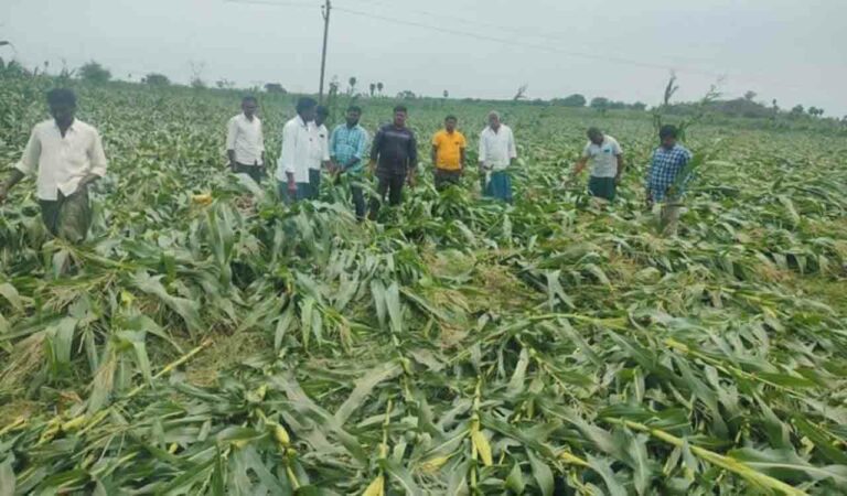 Damaged crop