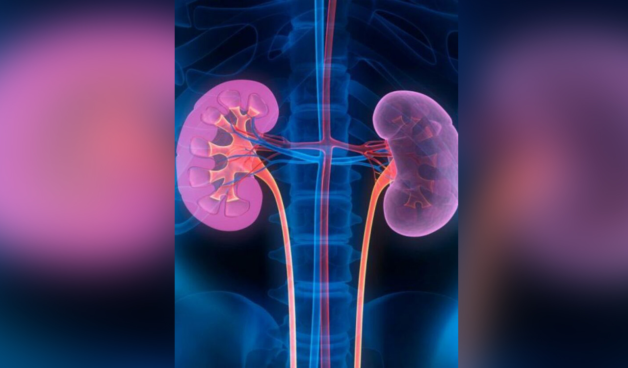 New inflammation gene may help personalise kidney disease treatment